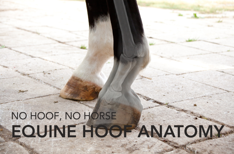 No Hoof, No Horse: Equine Hoof Anatomy | Equine Science Matters™